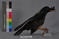 藏品(八哥)的圖片